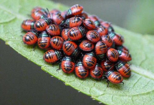 bug clustering в природной среде обитания